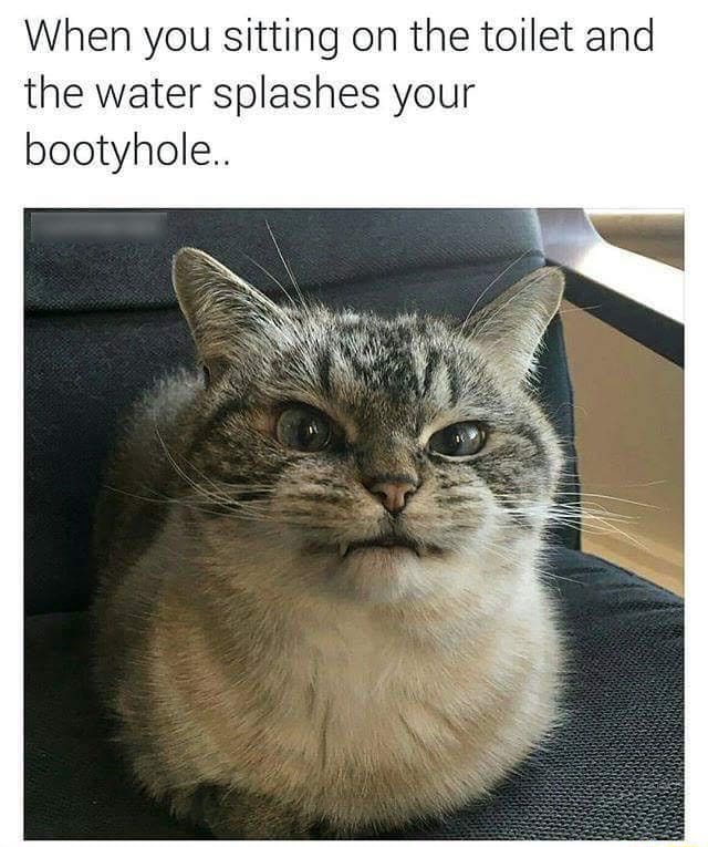 Fantastic Feline memes - When you sitting on the toilet and the water ...