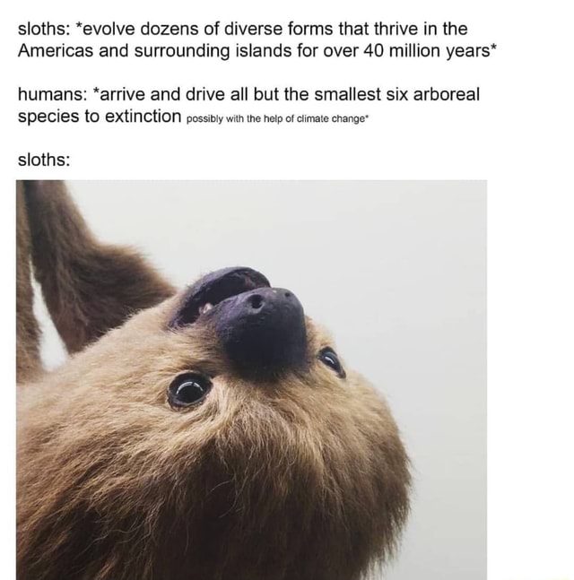 Sloths: *evolve dozens of diverse forms that thrive in the Americas and