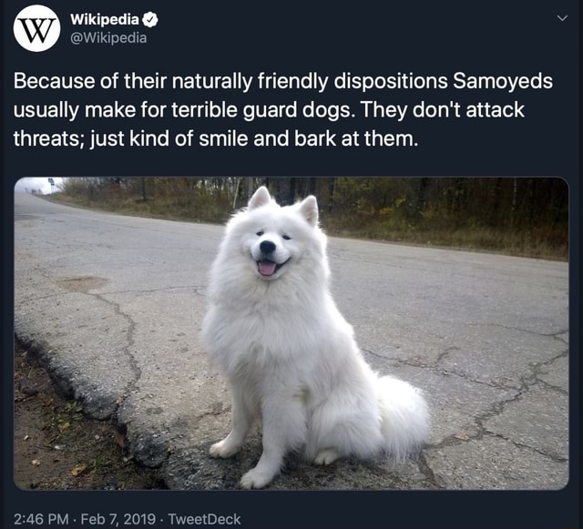 samoyed guard dog