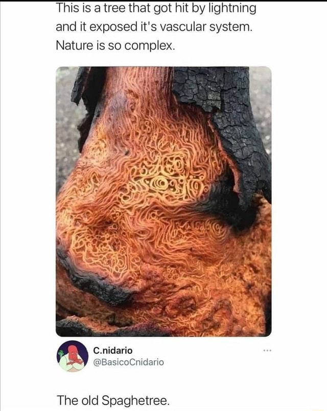 This Is A Tree That Got Hit By Lightning And It Exposed Its Vascular System Nature Is So 