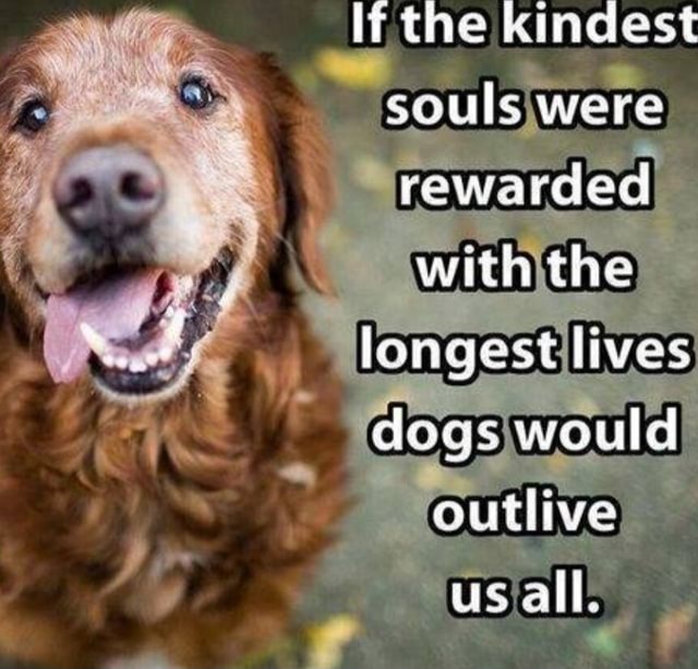 Li the kindest souls were rewarded with the longest lives dogs would ...