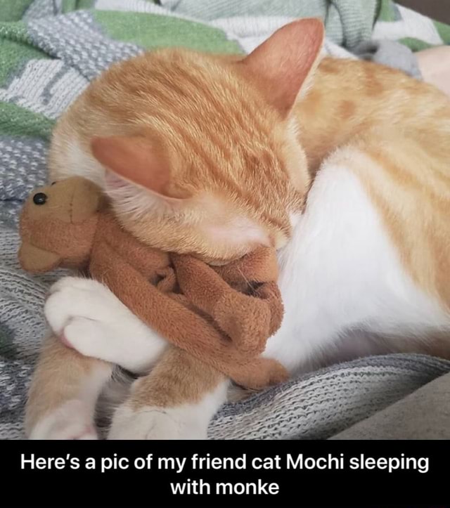 Here's a pic of my friend cat Mochi sleeping with monke - Here’s a pic ...