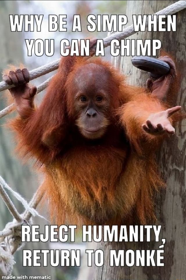 WHgBE SIMIP WHEN CAN CHIMP REJECT HUMANITY, RETURN TO MONKE made ...