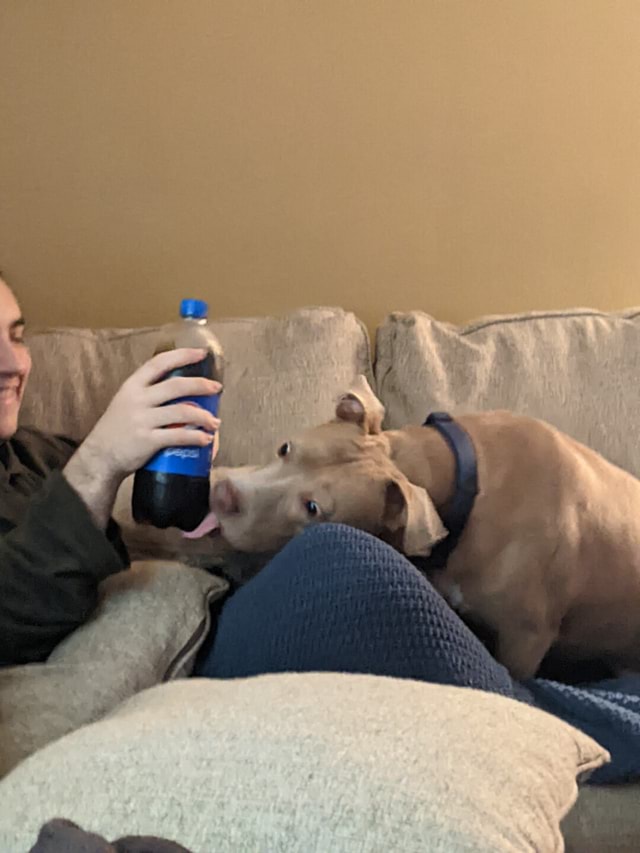 This dog loves pepsi ) This dog loves pepsi )