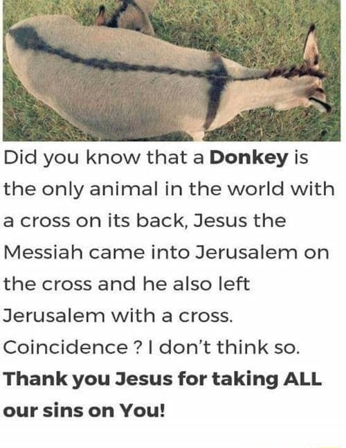 Did you know that a Donkey is the only animal in the world with a cross