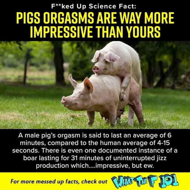 F ked Up Science Fact PIGS URGASMS ARE WAY MURE A male pig s