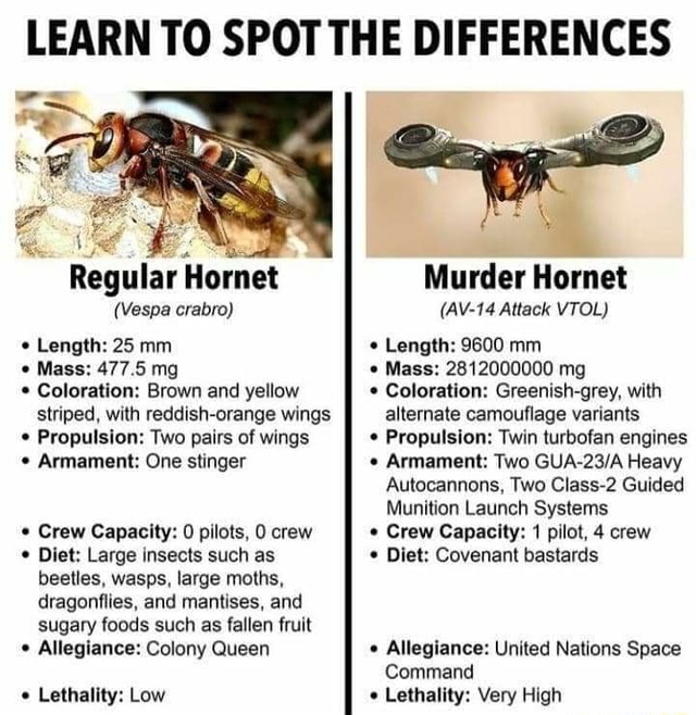 Learn To Spot The Differences Regular Hornet Murder Hornet Vespa Crabro Av 14 Attack Vtol 1141