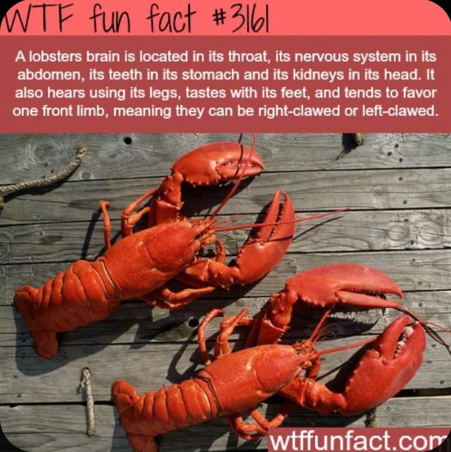 TE fun fact A lobsters brain is located in its threat, its nervous