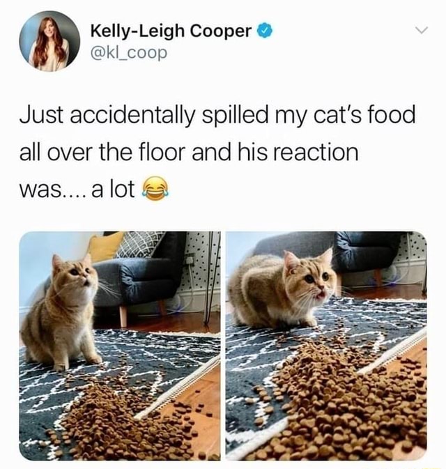 Kelly-Leigh Cooper @kl_coop Just accidentally spilled my cat's food all ...