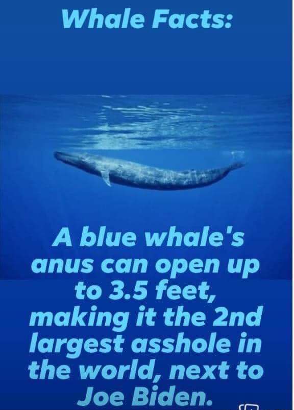 Whale Facts: A blue whale's anus can open up to 3.5 feet, making it the ...