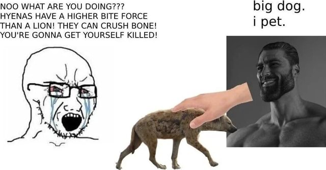 NOO WHAT ARE YOU DOING??? big dog. HYENAS HAVE A HIGHER BITE FORCE THAN
