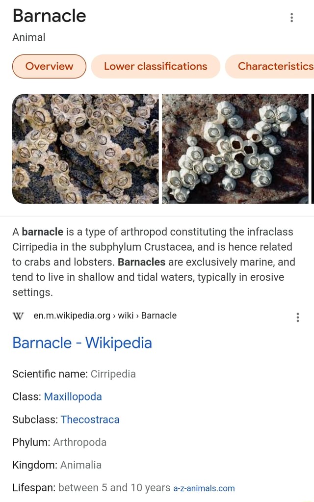 Barnacle Animal Overview Lower classifications Characteristics A