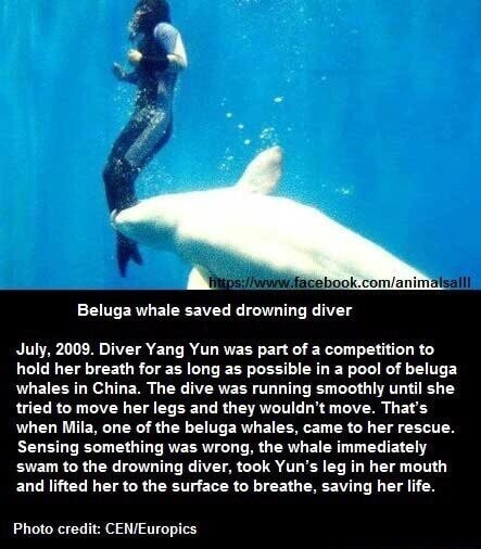 Beluga whale saved drowning diver July, 2009. Diver Yang Yun was part