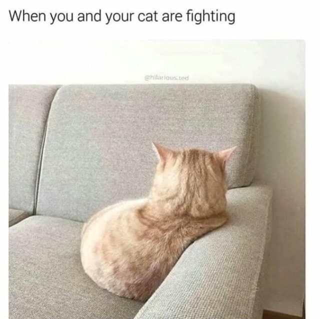 When you and your cat are fighting - America’s best pics and videos