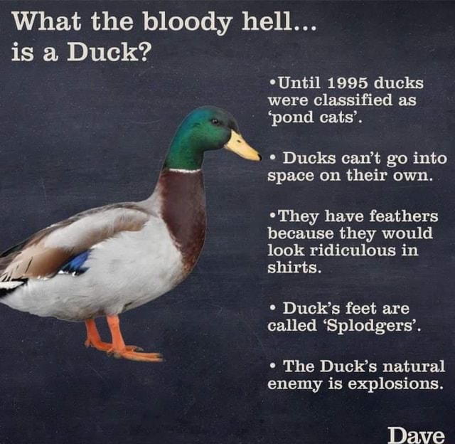 What the bloody hell... is a Duck? *Until 1995 ducks were classified as