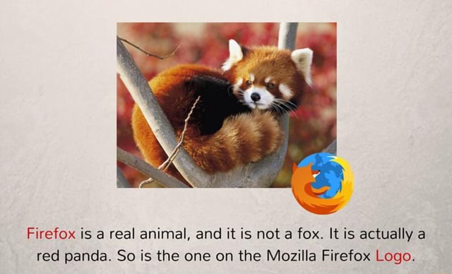 Firefox Is A Real Animal And It Is Not A Fox It Is Actually A Red Panda So Is The One On The Mozilla Firefox Logo Ifunny