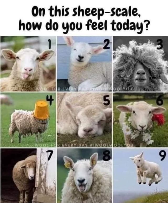 On This Sheep Scale How Do You Feel Today America S Best Pics And Videos On This Sheep Scale How Do You Feel Today America S Best Pics And Videos