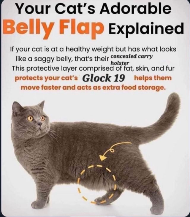 Your Cat's Adorable Belly Flap Explained If your cat is at healthy