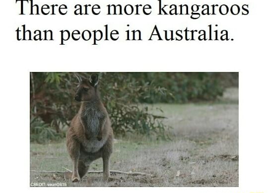 There are more kangaroos than people in Australia. - iFunny