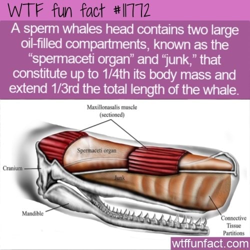 A sperm whales head contains two large oilfilled compartments, known