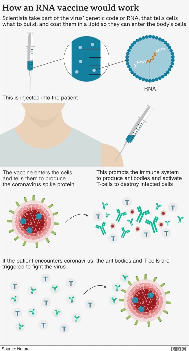 How an RNA vaccine would work Scientists take part of the virus ...