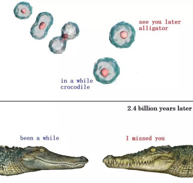 See You Later Alligator In A While Crocodile 2 4 Billion Years Later Been A While I Missed You America S Best Pics And Videos