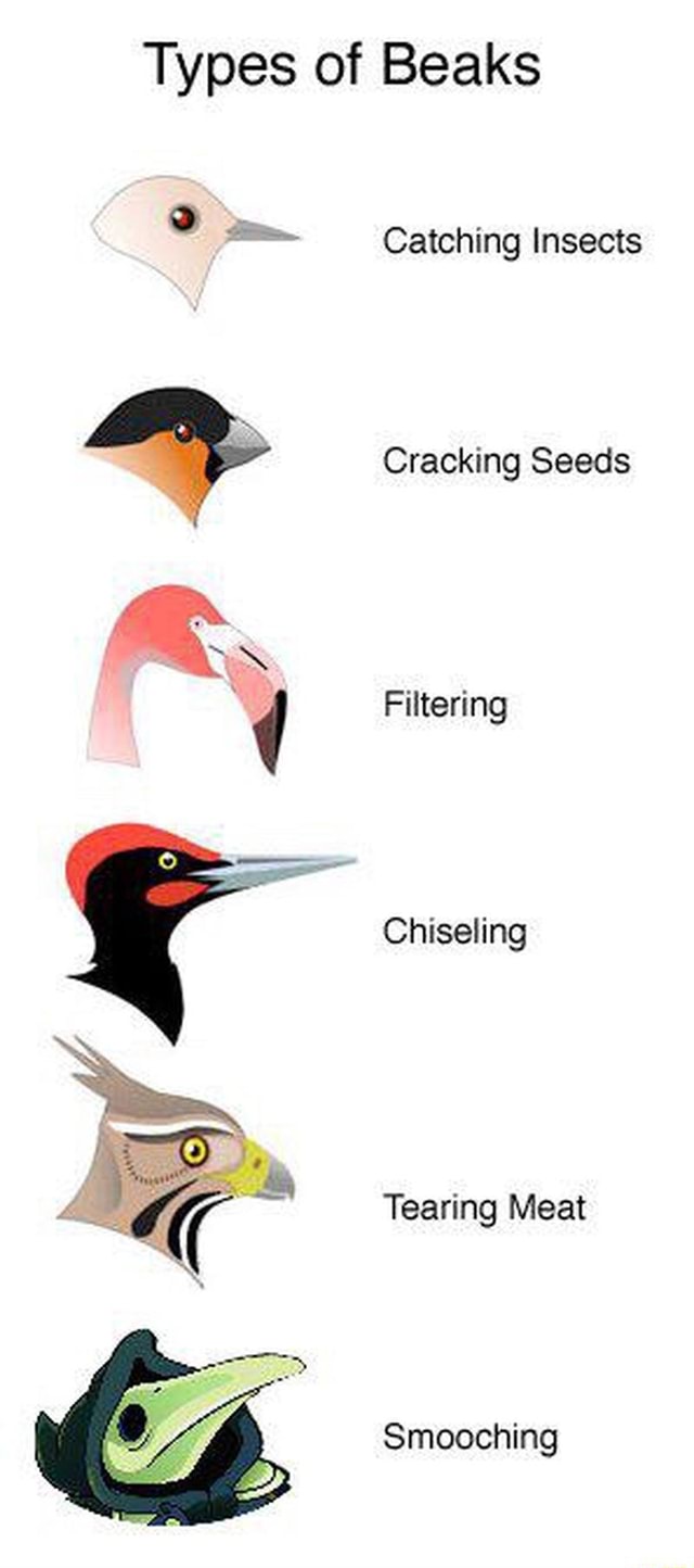 Types of Beaks 0 f“. Catching Insects Cracking Seeds Filtering