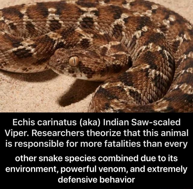 Echis carinatus (aka) Indian Saw-scaled Viper. Researchers theorize