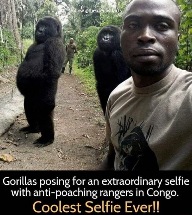 Gorillas posing for an extraordinary selfie with anti-poaching rangers ...