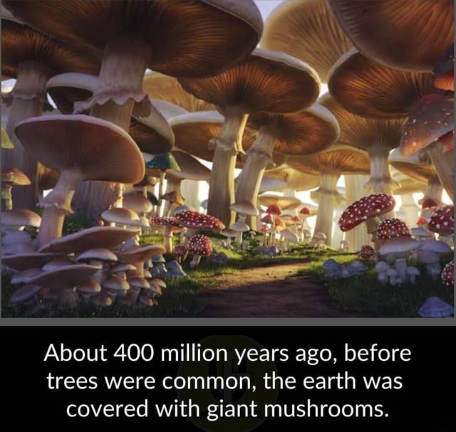 About 400 million years ago, before trees were common, the earth was ...