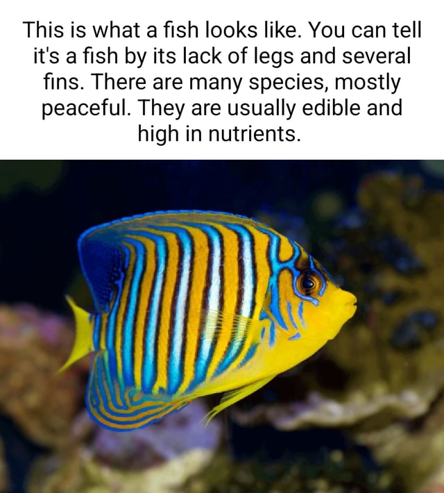 This is what a fish looks like. You can tell it's a fish by its lack of