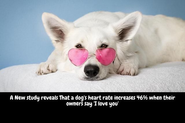 a-new-study-reveals-that-a-dog-s-heart-rate-increases-46-when-their