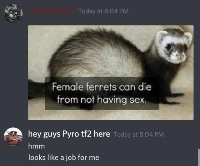 Female Ferrets Can Die From Not Having Sex Hey Guys Pyro Here Foday At Hmm Looks Like A Job For 3213