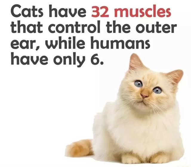 Cats have 32 muscles that control the outer ear, while humans have only ...