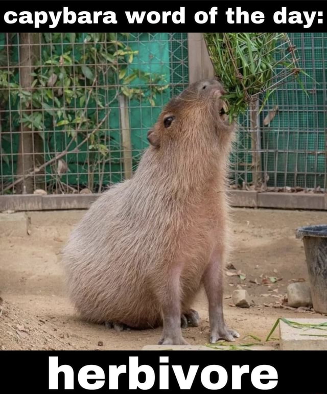 Capybara word of the day: herbivore - iFunny