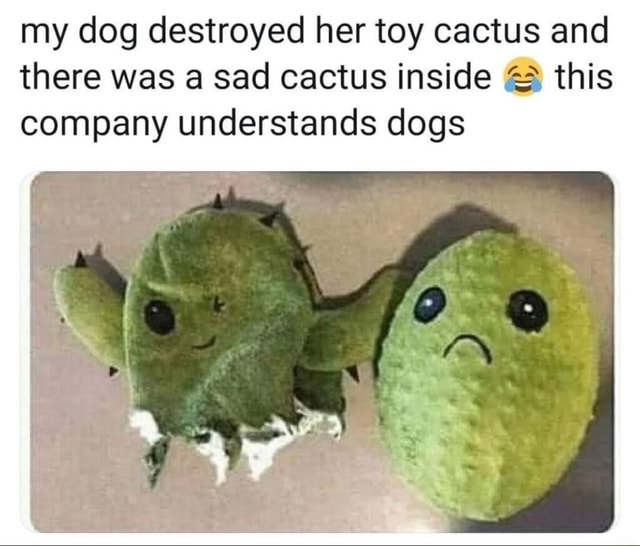 dog toy with sad cactus inside