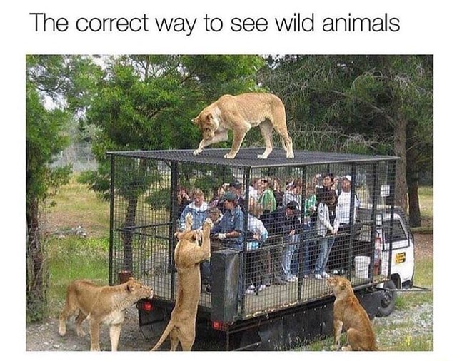 the-correct-way-to-see-wild-animals-ifunny