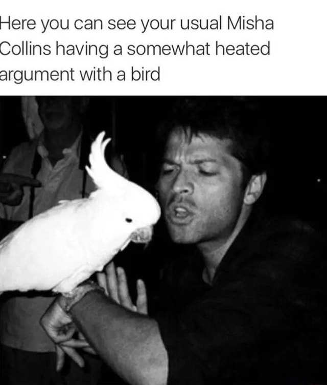 ere-you-can-see-your-usual-misha-ollins-having-a-somewhat-heated-rgument-with-a-bird