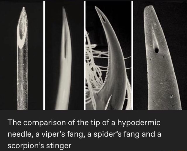 The comparison of the tip of a hypodermic needle, a viper's fang, a spider's fang and a scorpion