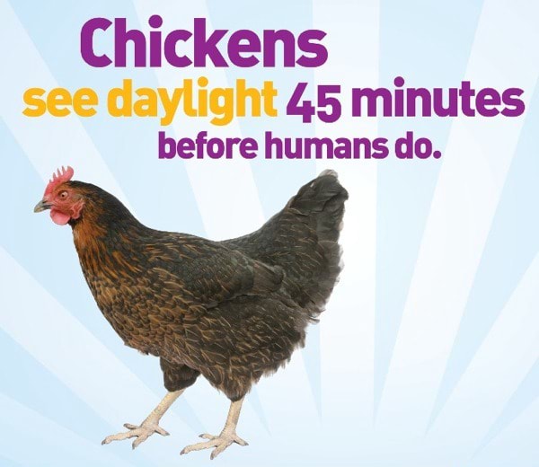 Chickens 45 minutes before humans do. )