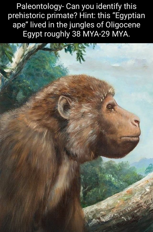 Paleontology Can you identify this prehistoric primate? Hint this