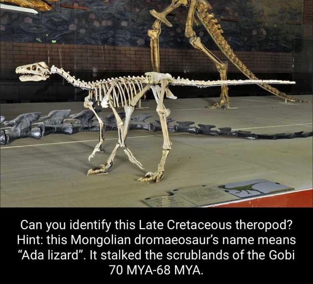 Can you identify this Late Cretaceous theropod? Hint: this Mongolian ...