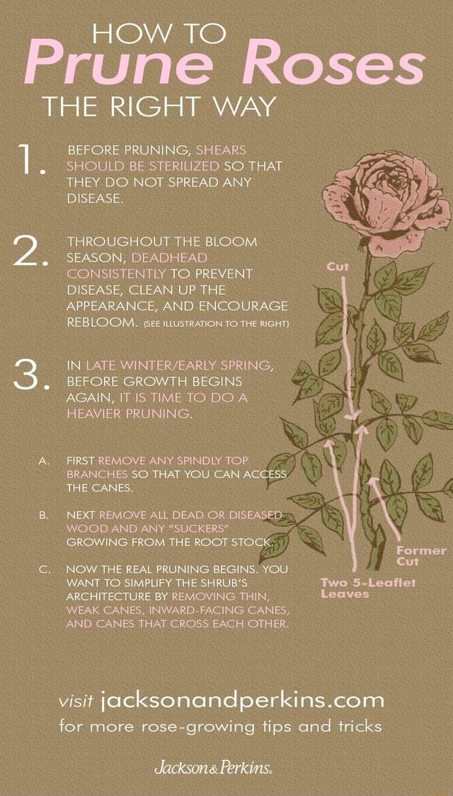 HOW TO Prune Roses THE RIGHT WAY BEFORE PRUNING, SHEARS .I SHOULD BE ...