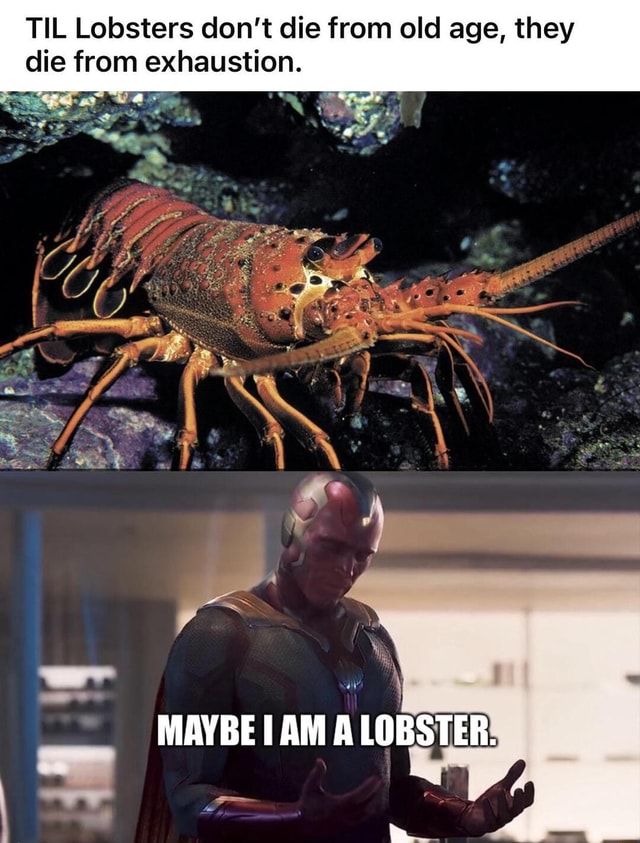 TIL Lobsters don't die from old age, they die from exhaustion. MAYBE AM