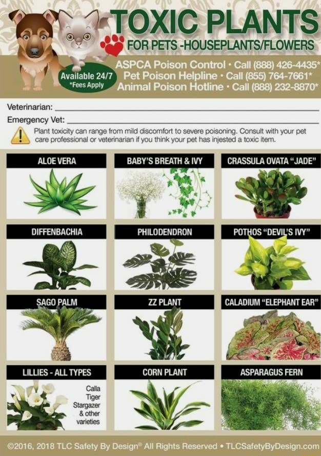 Toxic Plants For Pets Aspca Poison Control Call Animal Poison Fees Apply Veterinarian We Sago We Emergency Vet Plant Toxicity Can Range From Mild Discomfort To Severe Poisoning Consult