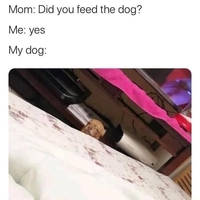 Mom: did you feed the dog? Me: umm yes The dog: - iFunny