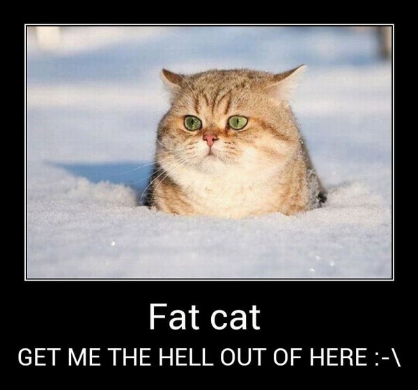 Get Me The Hell Out Of Here Fat Cat Get Me The Hell Out Of Here Ifunny