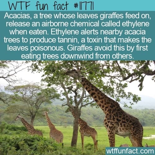 WTF fun fact Acacias, a tree whose leaves giraffes feed on, release an airborne chemical called