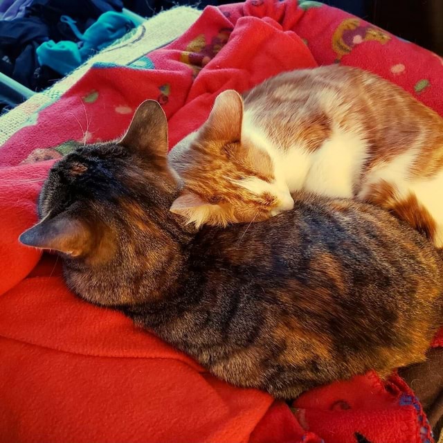 Halt! Cat cuddles. Ok, keep scrolling. iFunny