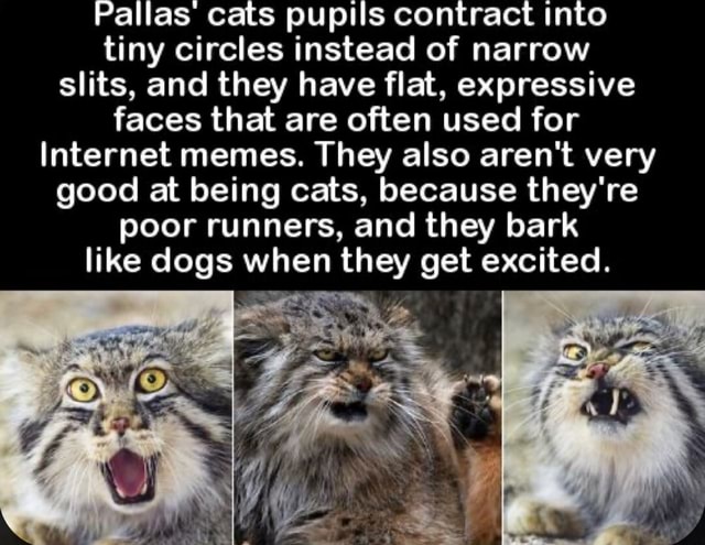 Why Is the Face of the Pallas' Cat So Expressive?